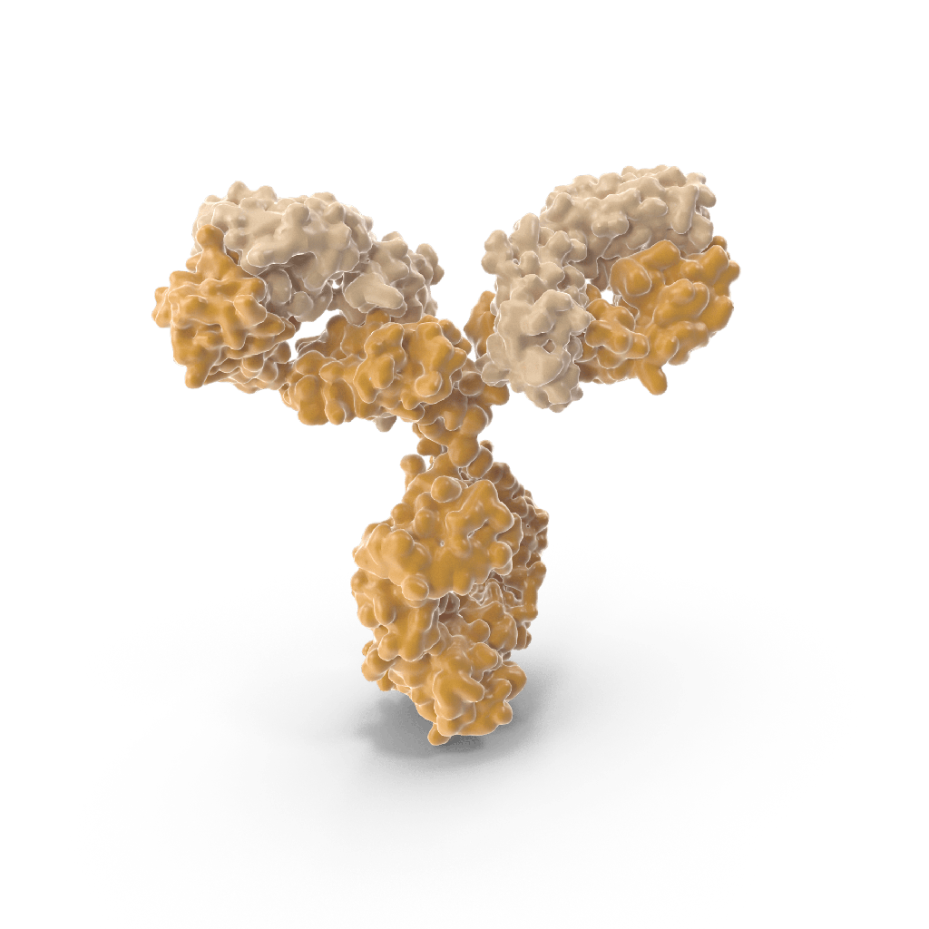 Carboxy Methyl Lysine Mouse Monoclonal Antibody [Clone ID: CML26]